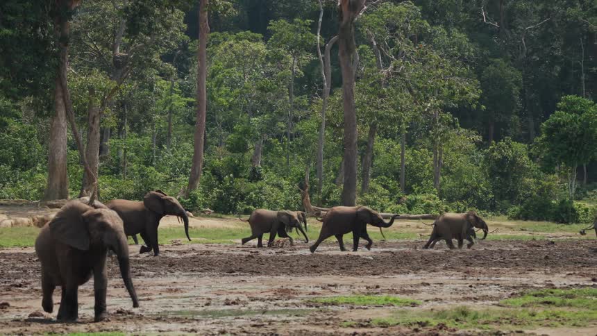 A herd of elephants runs across a muddy field in slow motion during the daytime