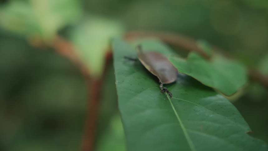Ants are dragginf a much larger insect on top of a leaf