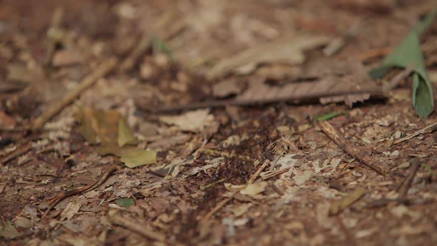 An ant colony is walking down