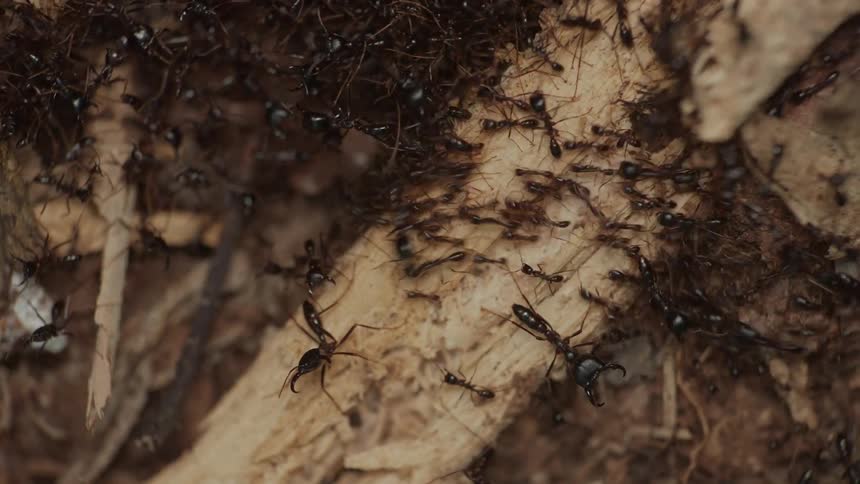 Closeup of a cluster of ants walking along the ground