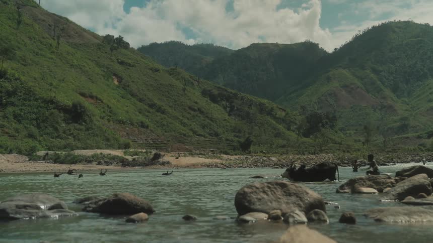 A clip of cows and herders in a river
