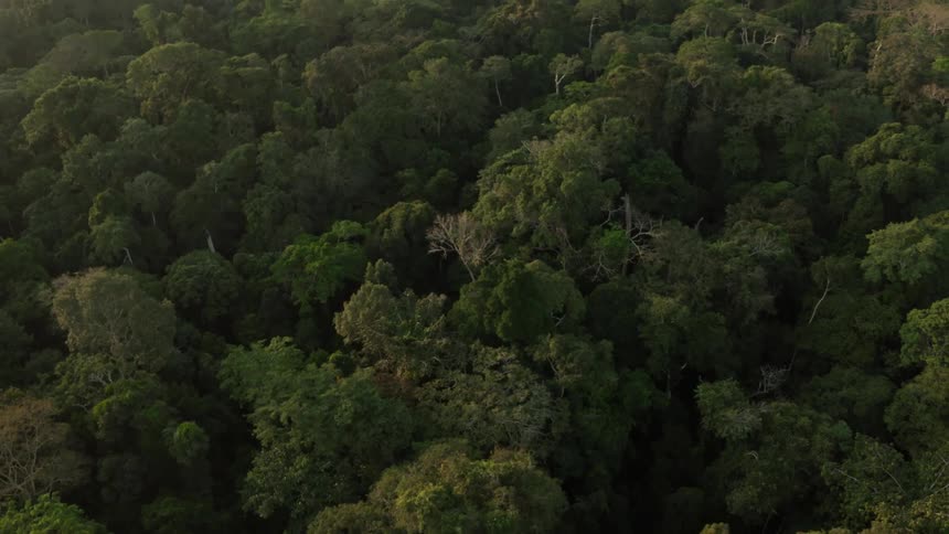 Aerial view of the jungle at evening