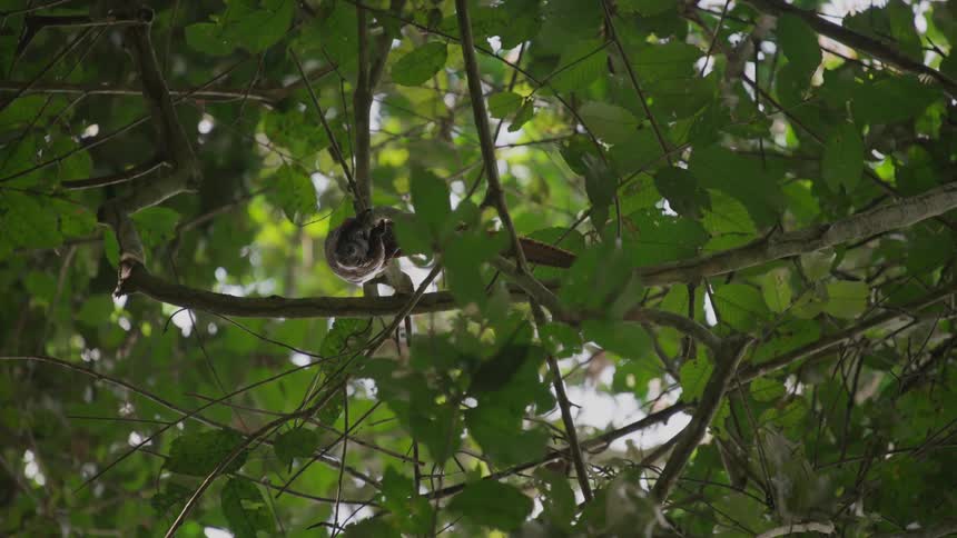 A pangolin on a tree branch
