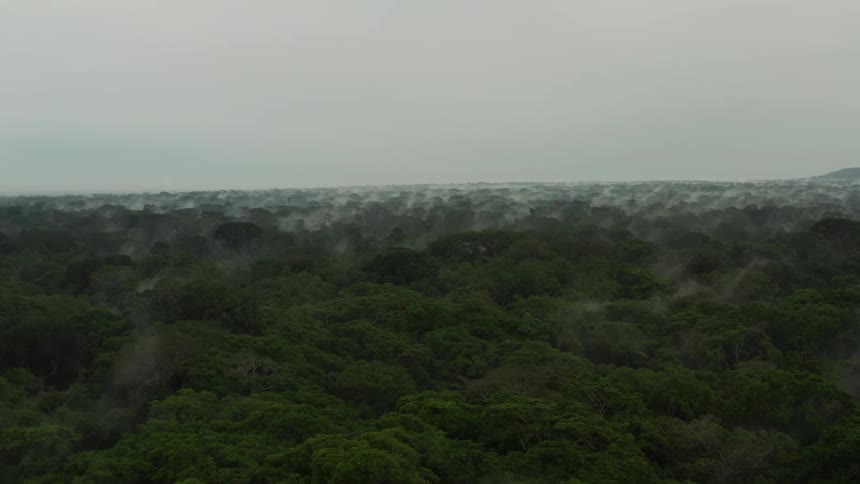 Heavy clouds are over the forest