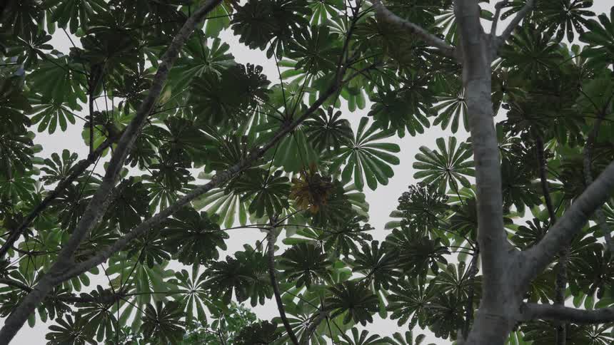 Identical tree leaves in many branches