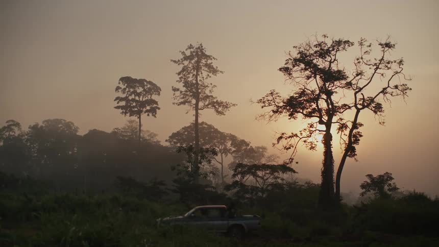 Car drives next to the silhouette of trees at sunset