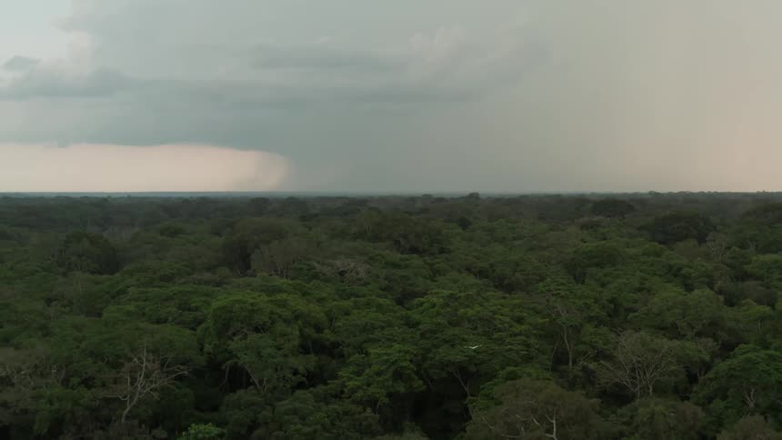 An aerial view of a green forest with distant lightning
