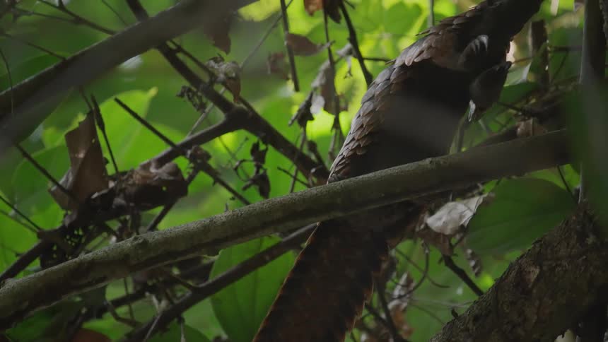 Pangolin climbing a tree in the forest