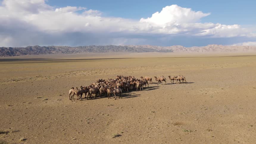 A group of camels all together in a desert region
