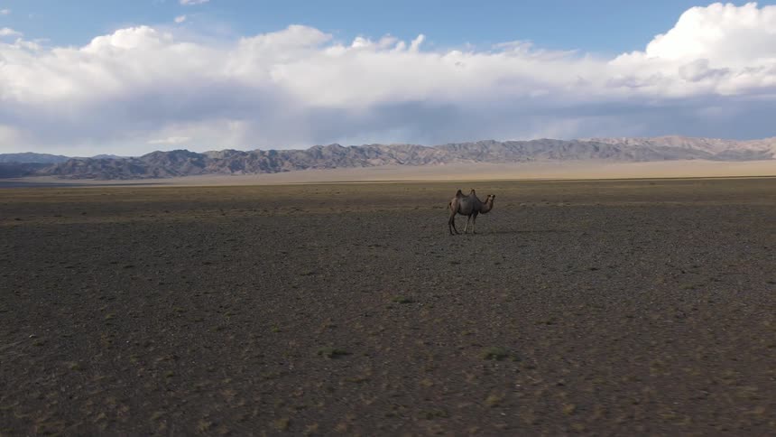 A lone camel standing in the middle of the desert