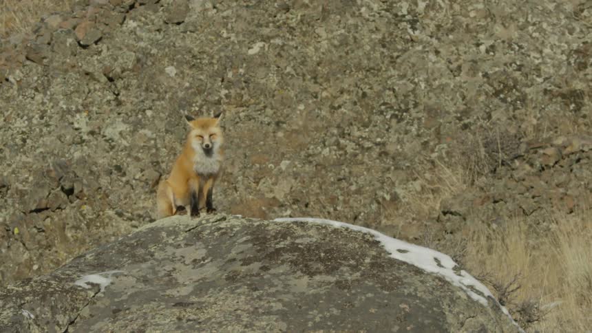 A red fox stands still on a large boulder on a winter day
