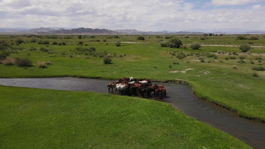 Herd of horses stands in middle of river paralleling road leading to and from nearby town
