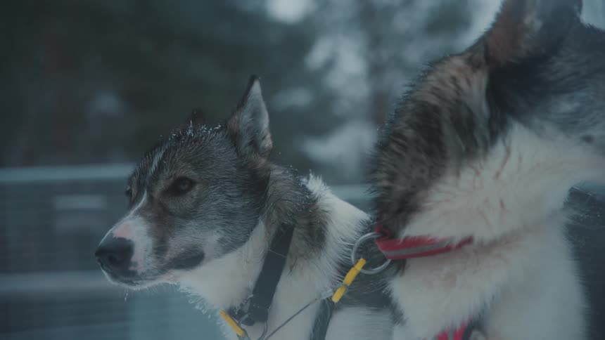 A pair of sled dogs stand in the frozen outdoors