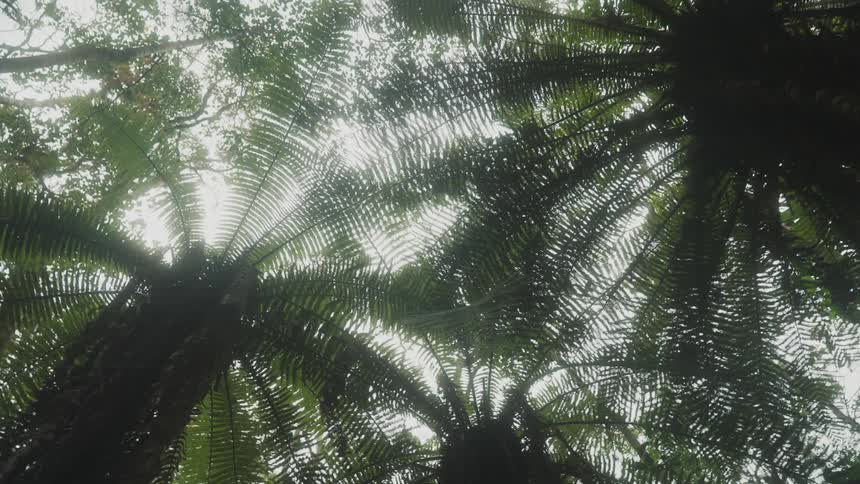 Upward view of tropical palm trees