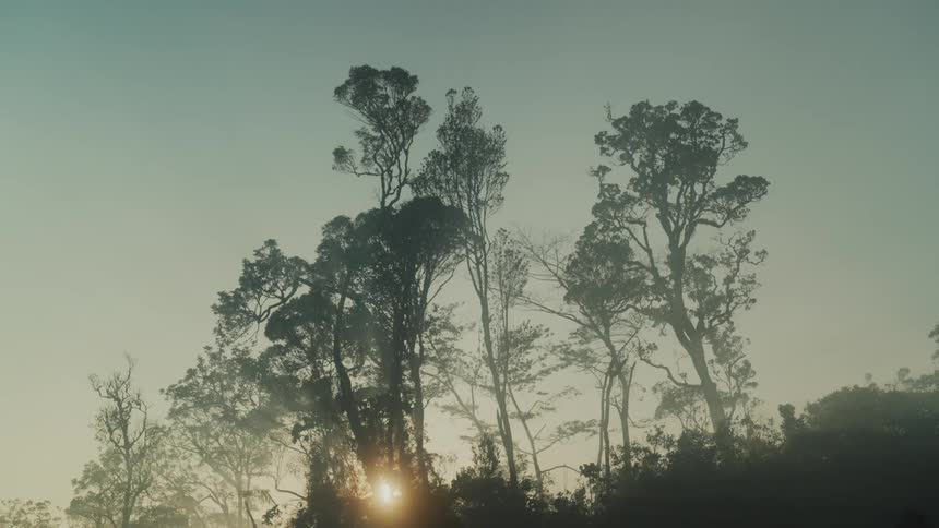 Eucalyptus trees and sunset against blue sky