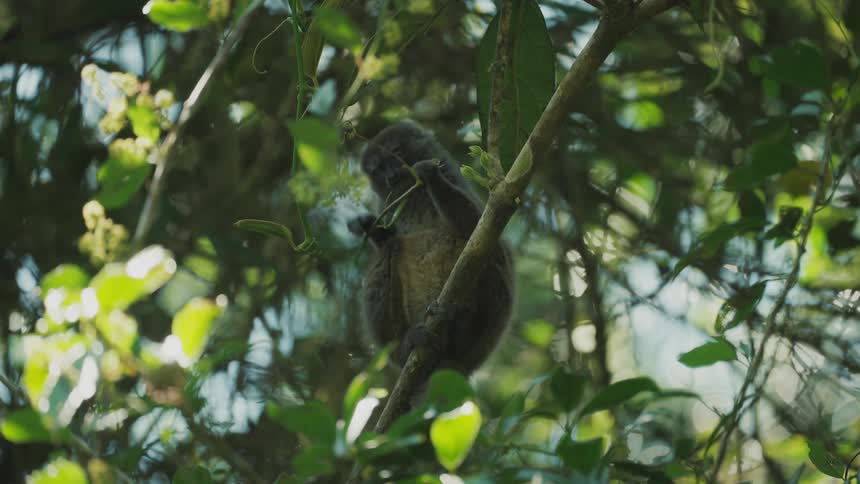 A lemur is perched on a tree branch while eating a green vine