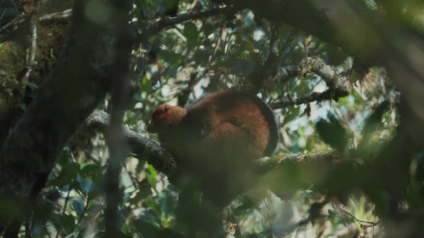 Lemurs on a branch of a tree in the forest