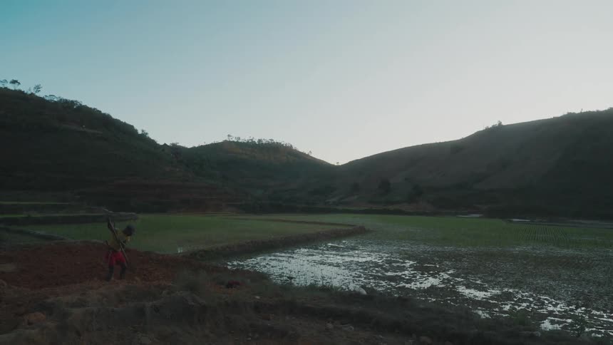 Man working with a hoe next to a rice plantation