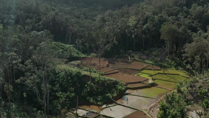 Aerial of hikers walking up paddy field near the green forest