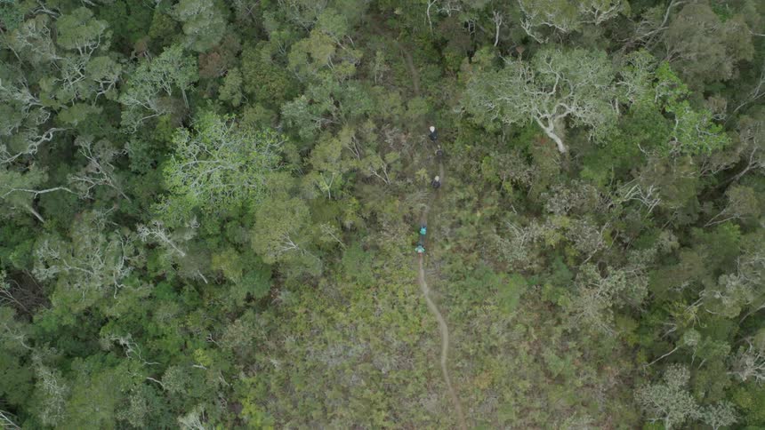 An aerial clip of people running in the woods