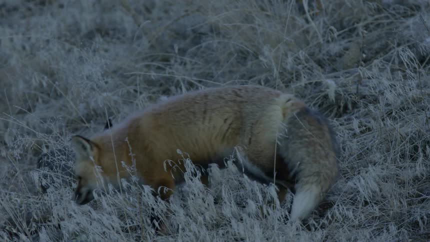 A fox stands up and walks off screen