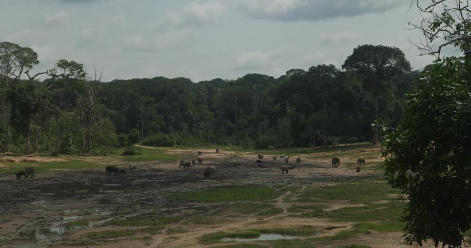 Elephants in the midst of a jungle on a day with cloudy sky