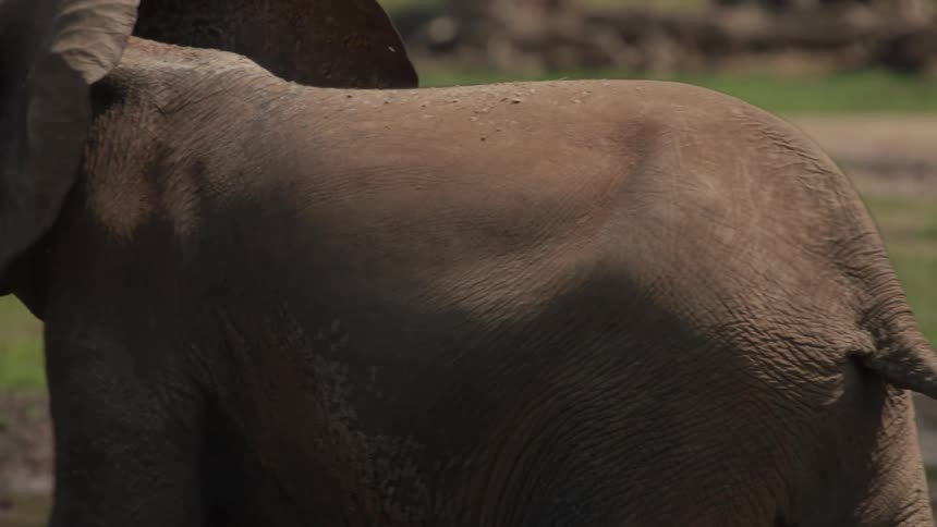 Elephant walking in the midst of the jungle
