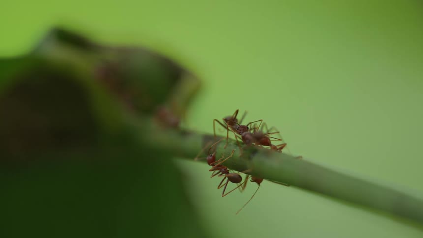 Red ants climbing the stem of a plant