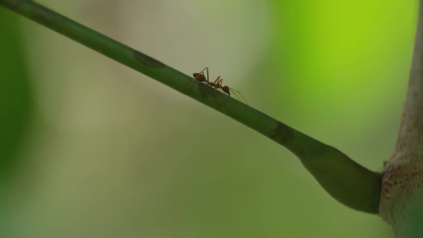 The ant is crawling on the tree