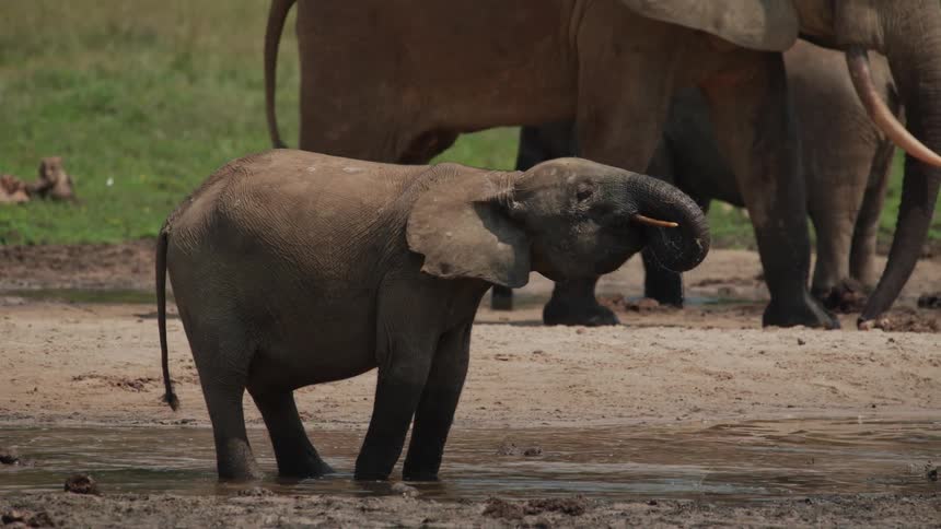 A clip of elephants feeding