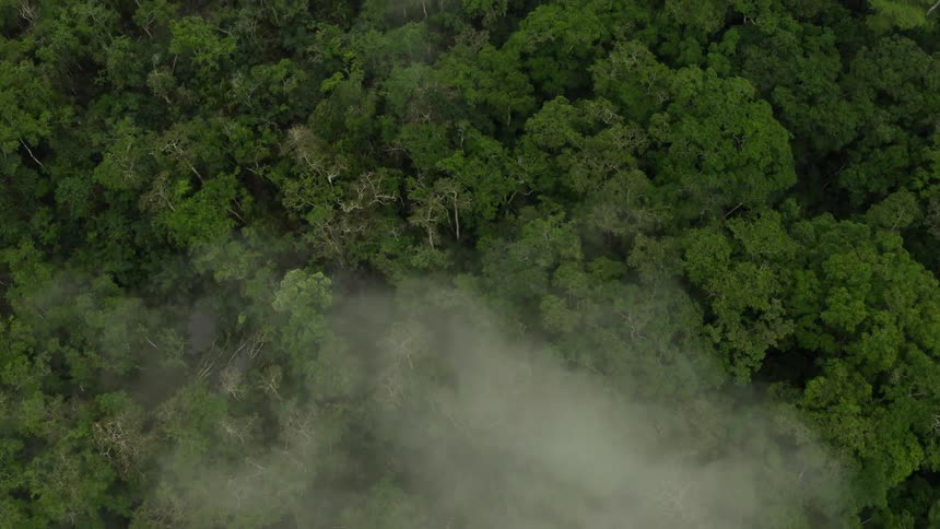Aerial top view of a dense green rainforest canopy with fog
