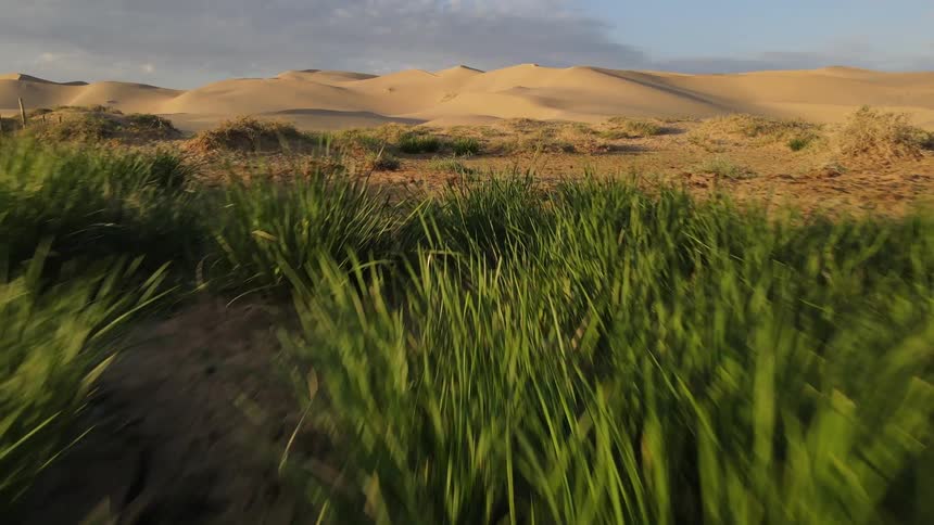 A desert region with dune vegetation on the horizon