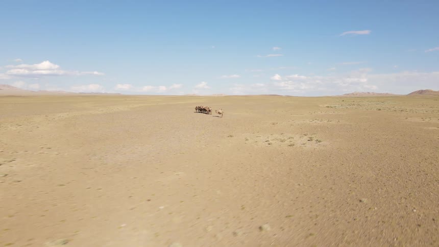 Camels walking in the midst of the desert