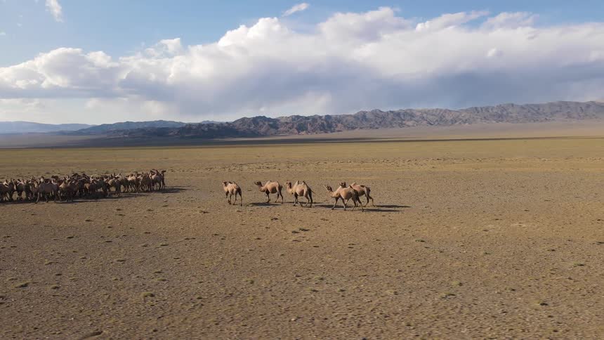 Aerial view of a herd of camels in the desert