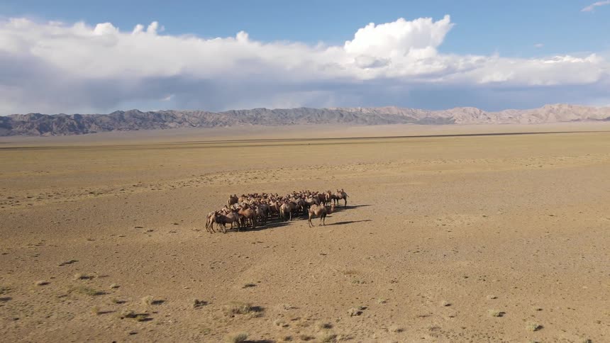 Herd of camels stand in the middle of the desert under cloudy sky