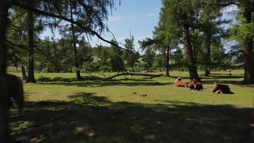 Horses relax and gather in a grassy area