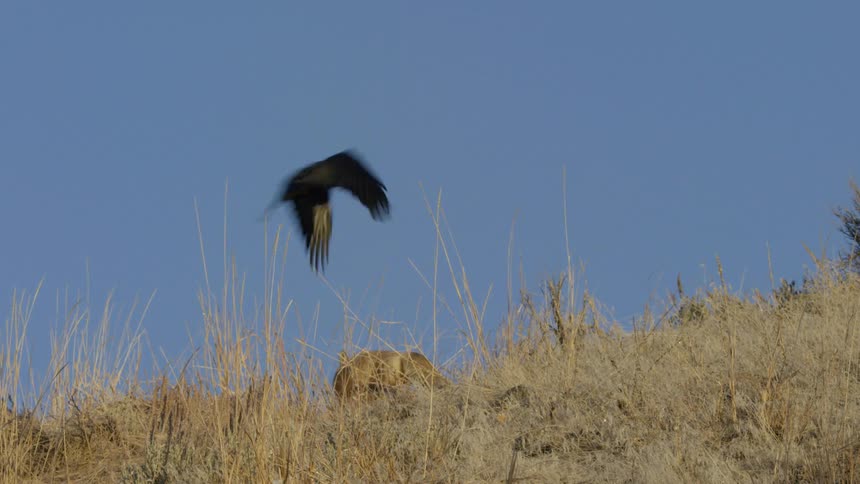 Large black bird flying over a fox standing on a hillside surrounded by tall brown grass under a clear blue sky on a sunny day