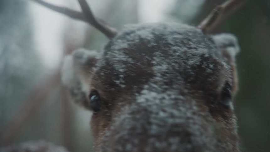 A deer with antlers that has snow on its body outside while its snowing