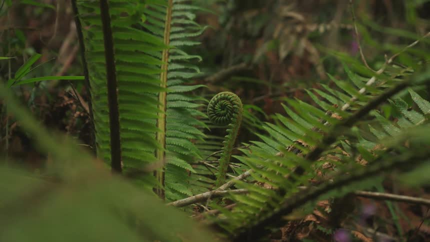 New fern frond uncurls in center of fern growing on ground