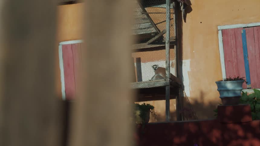 A lemur is in a cage on the side of the home