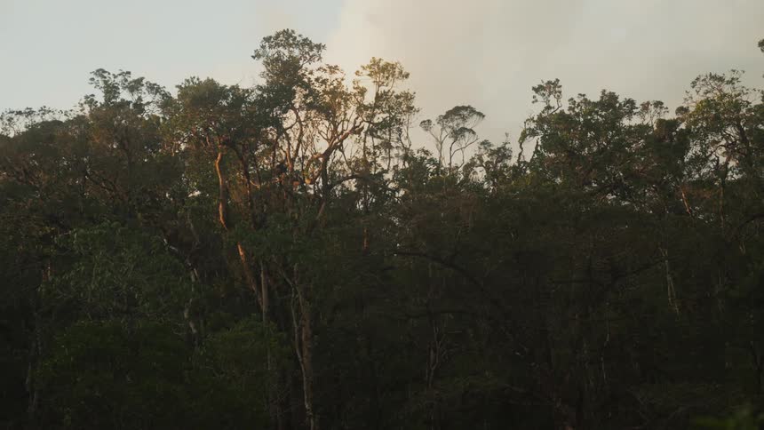 View of a forest on a cloudy morning