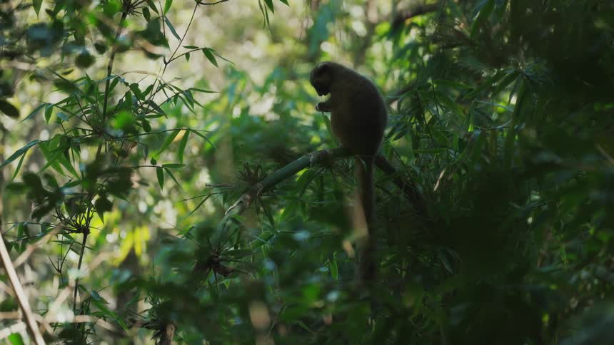 A lemur sitting on a branch in the green jungle eating leaves