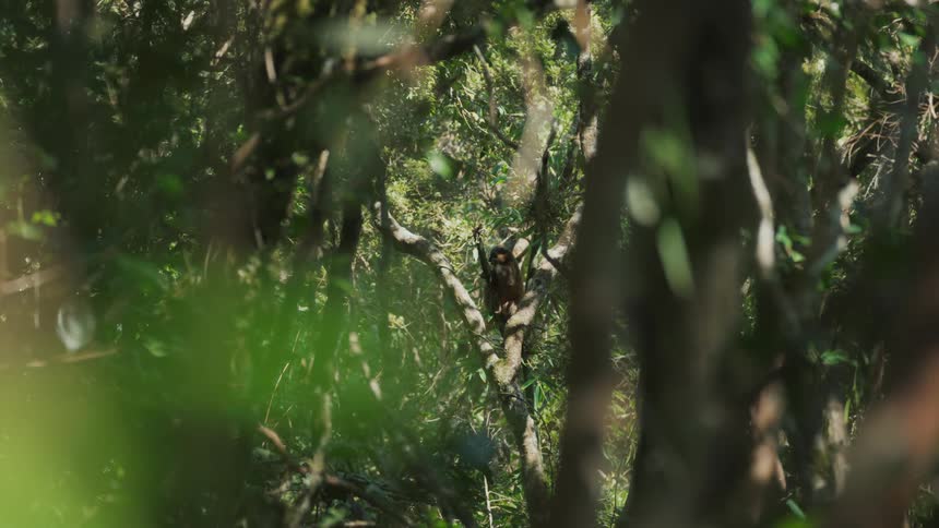 A lemur sitting