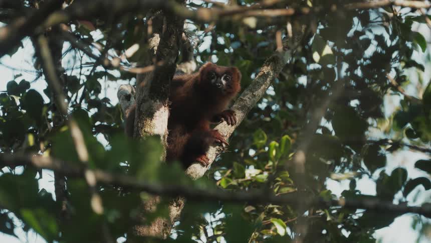 Lemur amidst the branches of a tree