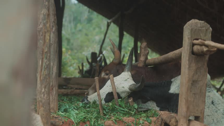 Series of cows under a shed eating grass