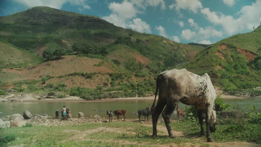 Cows grazing near a lake in the mountains