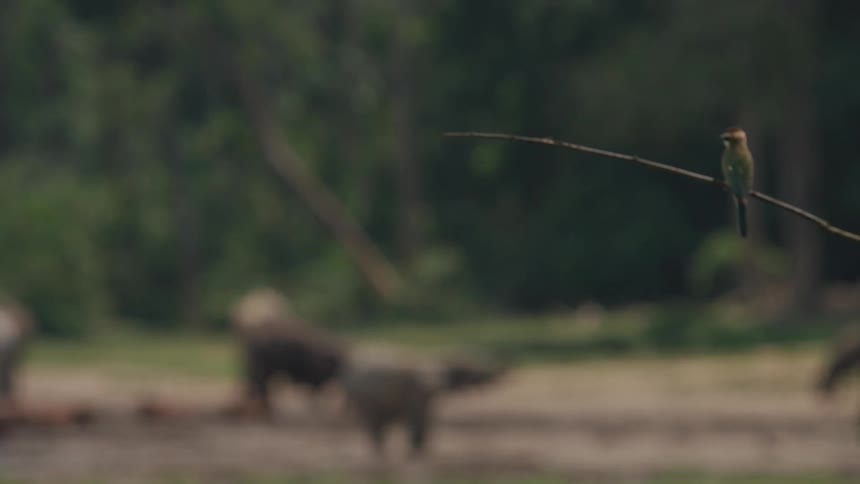 A clip of elephants feeding and a bird