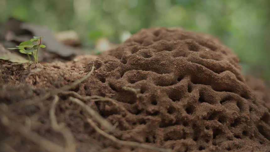 A small mound of sand near trees