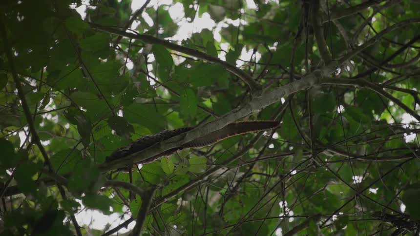 A pangolin is crawling on the branch