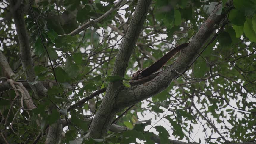 A pangolin is walking on a tree branch